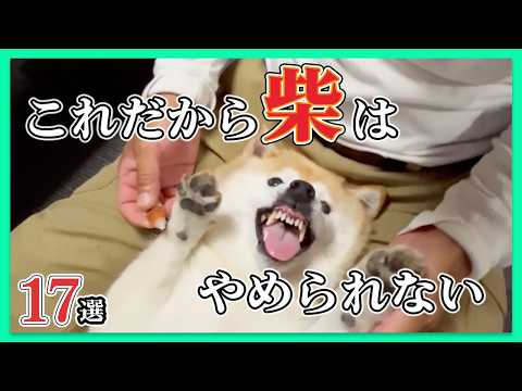 【拒否柴・頑固柴・ナメすぎ柴17選】もはや暴君🐕️🔥｜PECO