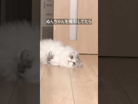 構ってもらえると思って来た猫 猫 cat マンチカン ミヌエット サムネイル