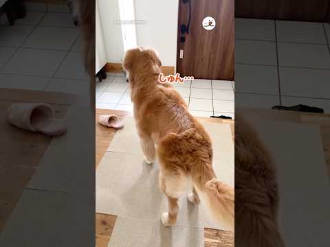 ある理由でお留守番になったゴールデン…｜PECO