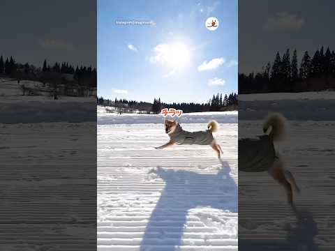 今年もゲレンデ激走｜PECO