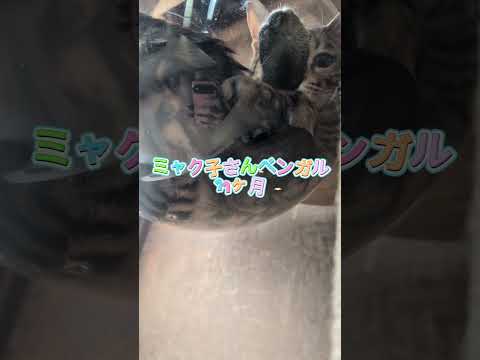 ベンガル猫シャム猫shorts funny catkitten 猫ミャク子ガッツ サムネイル