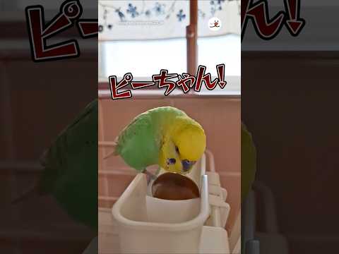 一緒に歌ってみよう｜PECO