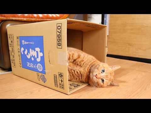 宝っ子の箱入り麦茶　box and cat　260328 サムネイル