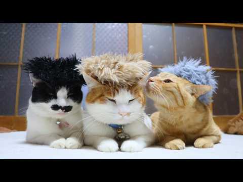 ふわふわしゅしゅ　のせ猫　260411 サムネイル