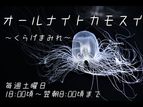 オールナイトカモスイ　～くらげまみれ～ 85 カミクラゲ サムネイル