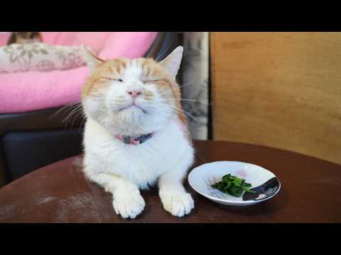 ちゃぶ台の上のしどけのおひたし　260515 サムネイル