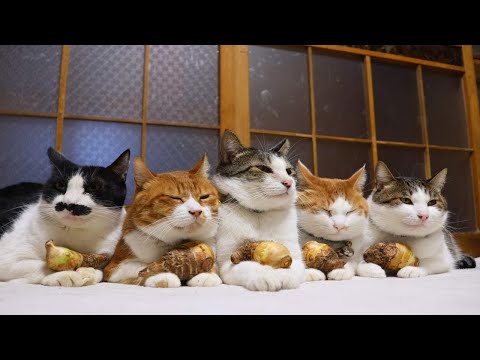 里芋　のせ猫　 251223 サムネイル