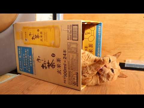 お～いお茶玄米茶 の箱と猫 box and cat　260225 サムネイル