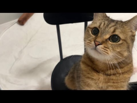 【わかる人にはわかる】思ってる事が全部顔に出ちゃう猫 サムネイル