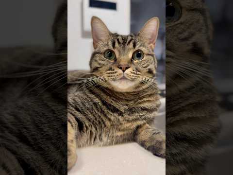 朝から集会する猫と、大興奮する人間たちwww cat 猫 サムネイル