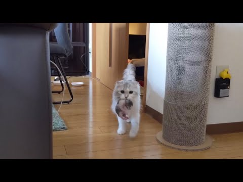 めるちゃんが過保護です。【スコティッシュフォールド】