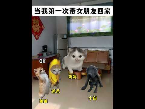 当我第一次带女朋友回家  有趣 猫meme 猫meme剧场 猫meme小剧场 内容过于真实  故事 貓 猫猫meme小…