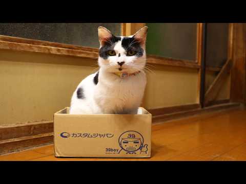 カスタムジャパンの箱入りチビ box and cat　260313 サムネイル