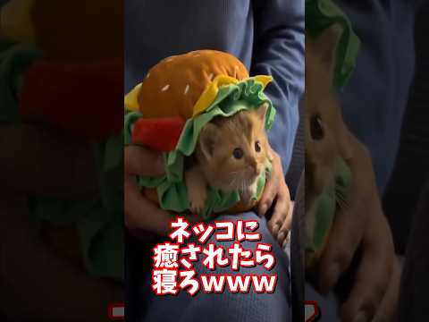 ネッコの動画で癒されたら寝ろｗｗｗ　2ch  動物  猫 癒やし ねこ動画