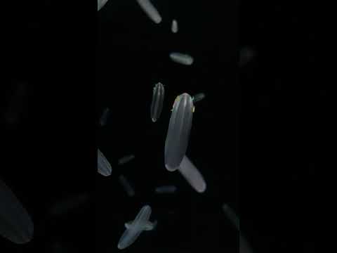 深夜のクラゲライブ | シンカイウリクラゲを配信中🪼📹 オールナイトカモスイ