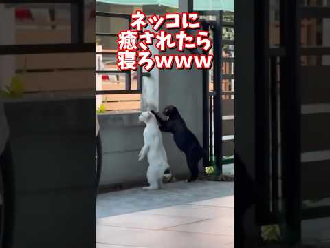 ネッコの動画で癒されたら寝ろｗｗｗ　2ch  動物  猫 癒やし ねこ動画 サムネイル