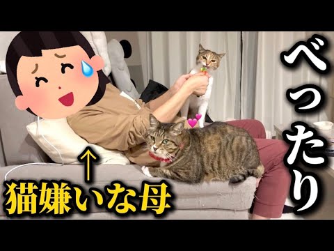 猫嫌いな母が遊びに来たらなぜか猫達に懐かれて困り果ててました サムネイル