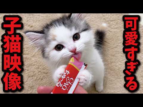 ちゅーるを食べてる子猫つくしが可愛すぎた件