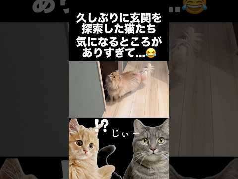 玄関の探索を楽しむ猫たちが可愛い🤭shorts 猫 猫好きさんと繋がりたい