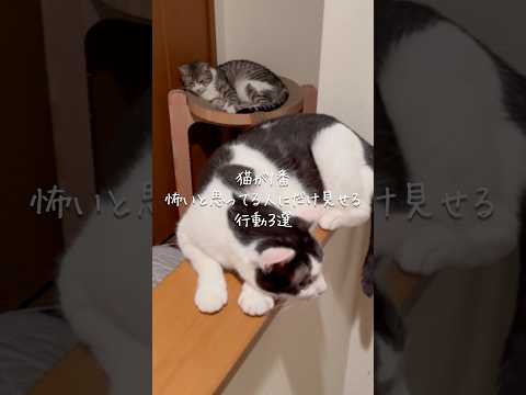 猫が1番怖いと思ってる人にだけ見せる行動3選😿 猫 猫のいる暮らし ねこ 保護猫 猫動画 猫のいる生活 ねこのいる生活… サムネイル