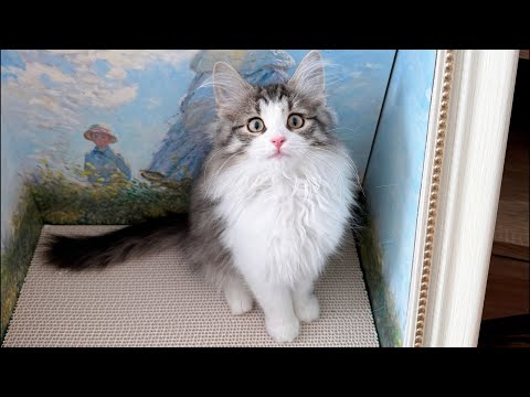 【猫雑談】レオン君お迎え記念ライブ🐱✨ サムネイル