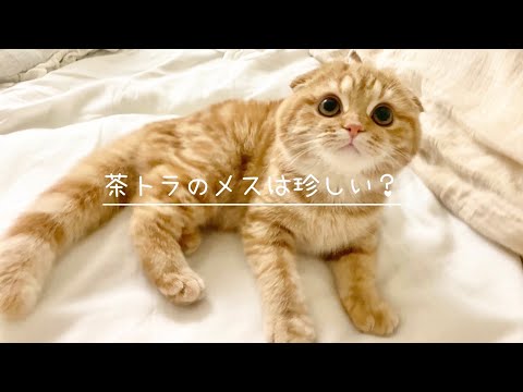 茶トラのメスは珍しい？【スコティッシュフォールド】