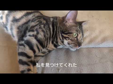 ペットショップの売れ残りミャク子さんベンガル出会いを歌に猫ベンガル東京から札幌に サムネイル