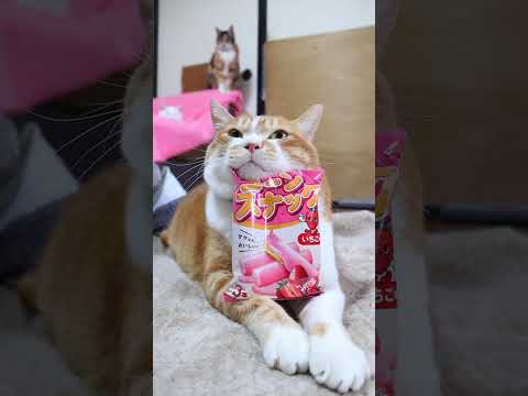 コーンスナック いちご味　260504　 cat のせね cute　 コーンスナック 猫のいる暮らし いちご　 猫好…
