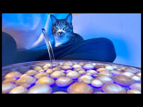 99%が眠くなる｜猫×ウッドボールASMR Deep Relax ASMR｜Cat Purring & Wooden… サムネイル