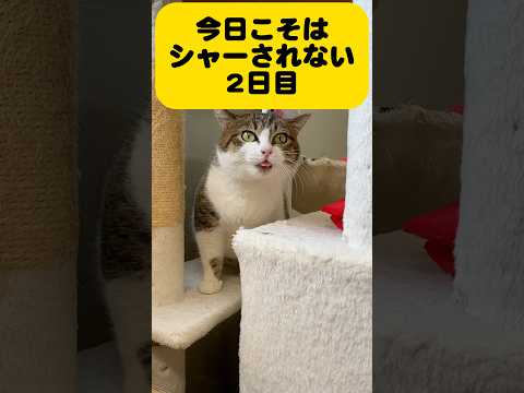 今日こそはシャーされないチャレンジ（2日目）