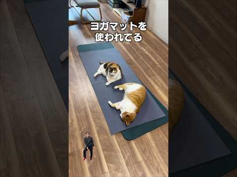「ヨガマット使われてる」猫あるある|フルはApple Musicほか音楽アプリへ サムネイル