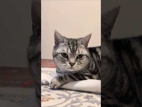 アメショーのラッテ アメショ アメリカンショートヘア ＃猫との暮らし猫と暮らす家猫 サムネイル
