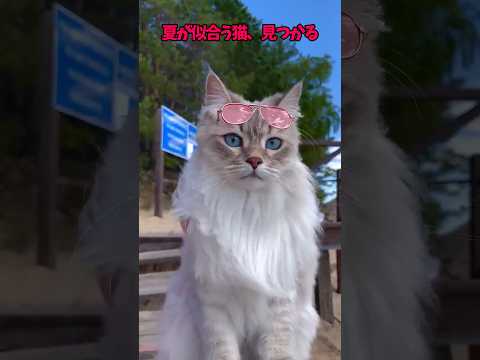 猫に見惚れる一分間♥ サムネイル