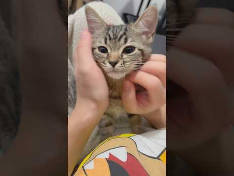 可愛すぎるスコティッシュの子猫を迎えた結果...!! cat 猫