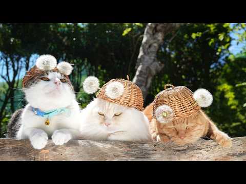 たんぽぽ綿毛帽子　のせ猫　260614 サムネイル