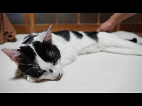 チビをなでなで　260307 サムネイル