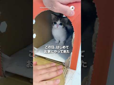 そぼろちゃんがはじめてお家に来た日｜PECO サムネイル