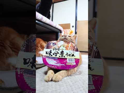 金ちゃん鍋焼味噌煮うどん　260318　のせ猫　 cat　 cute　 kitty　 ねこ　 猫のいる暮らし　 kit… サムネイル