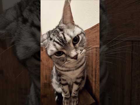 アメショーのラッテ アメショ アメリカンショートヘア 猫と暮らす家＃猫との暮らし猫