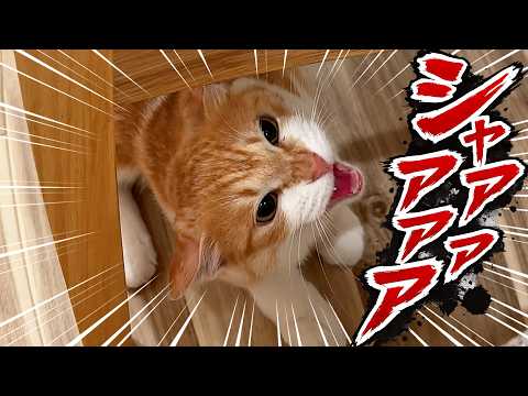 子猫がブチギレました。