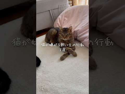 猫が嫌がる飼い主の行動3選 猫 ねこ 保護猫 猫のいる暮らし 猫動画 猫好きさんと繋がりたい ねこ動画 猫のいる生活… サムネイル