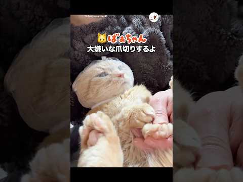 ばぁちゃん🐱が大嫌いな爪切り｜PECO サムネイル