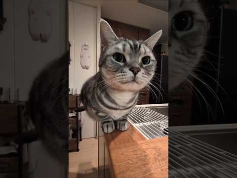 アメショーのラッテ アメショ アメリカンショートヘア 猫と暮らす家猫との暮らし猫 サムネイル