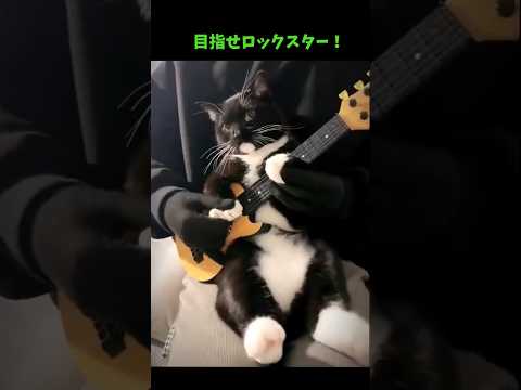 可愛い猫祭😘 サムネイル
