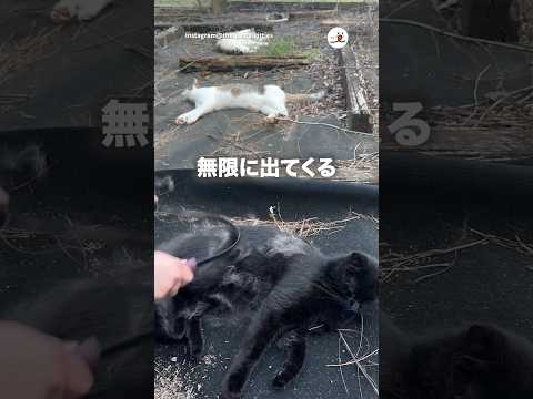 黒猫さんから無限に白い毛が出てくる｜PECO