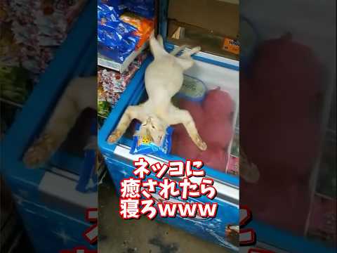 ネッコの動画で癒されたら寝ろｗｗｗ　2ch  動物  猫 癒やし ねこ動画