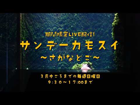 期間限定LVE配信！ サンデーカモスイ ～さがなどご～