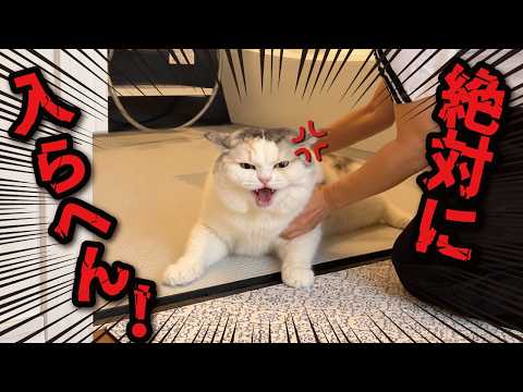 大嫌いなお風呂をガチで嫌がりまくるお猫様がこちら サムネイル