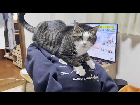 大きくなっても娘が大好きで背中に乗ってあげる猫 サムネイル