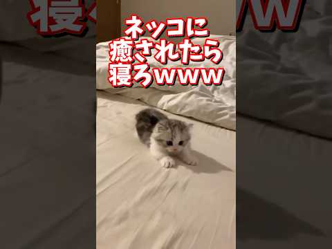 ネッコの動画で癒されたら寝ろｗｗｗ　2ch  動物  猫 癒やし ねこ動画 サムネイル